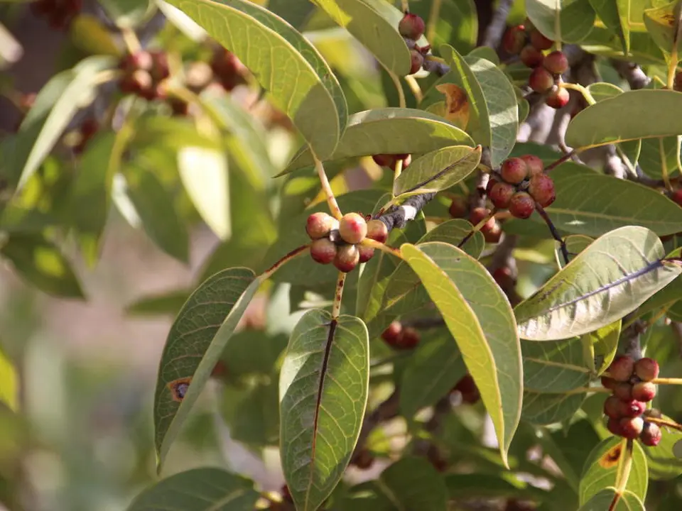 Namaqua fig (Ficus cordata)