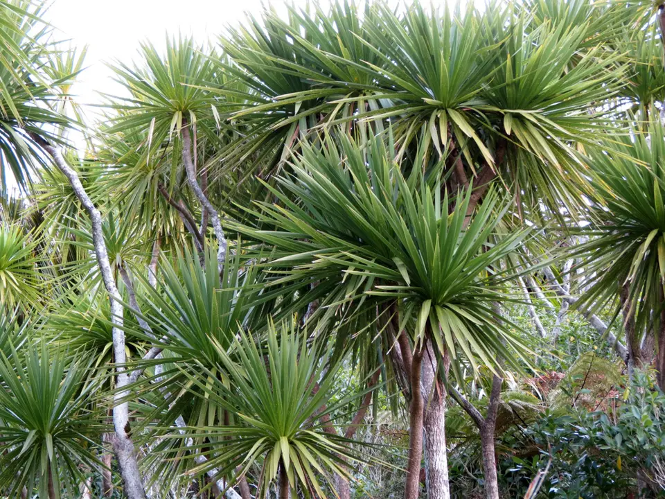 New Zealand cabbage tree (Cordyline australis)