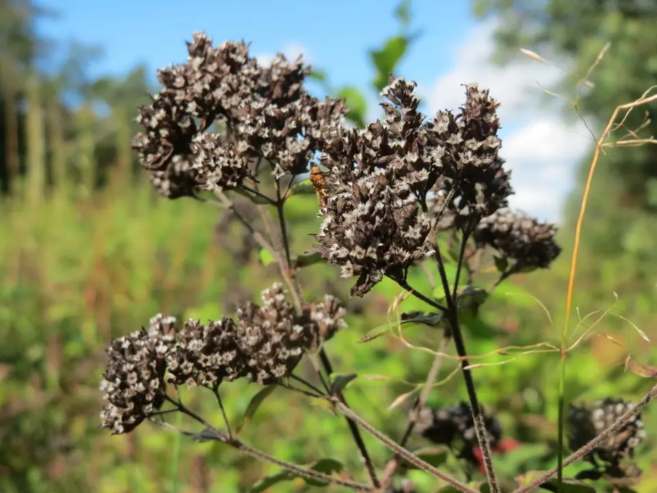 Oregano (Origanum vulgare)