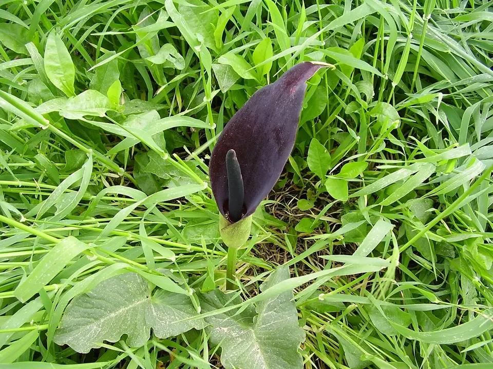 Palestine arum (Arum palaestinum)