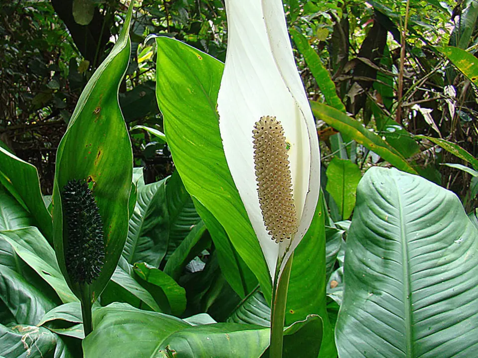 Peace lily (Spathiphyllum spp.)