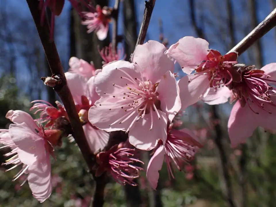 Peach (Prunus persica)