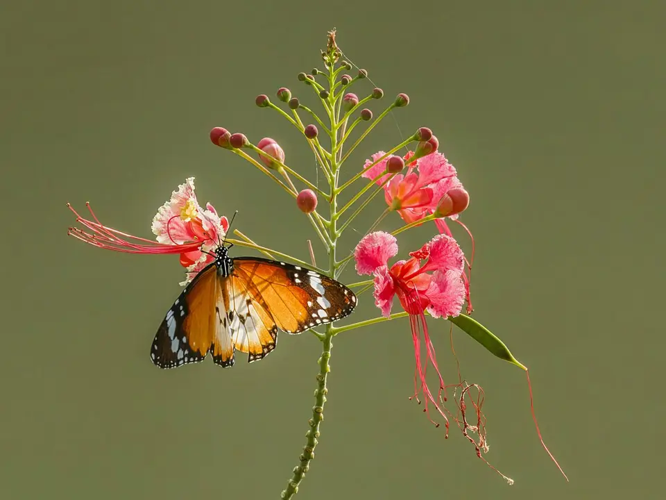 Peacock flower (Caesalpinia pulcherrima)