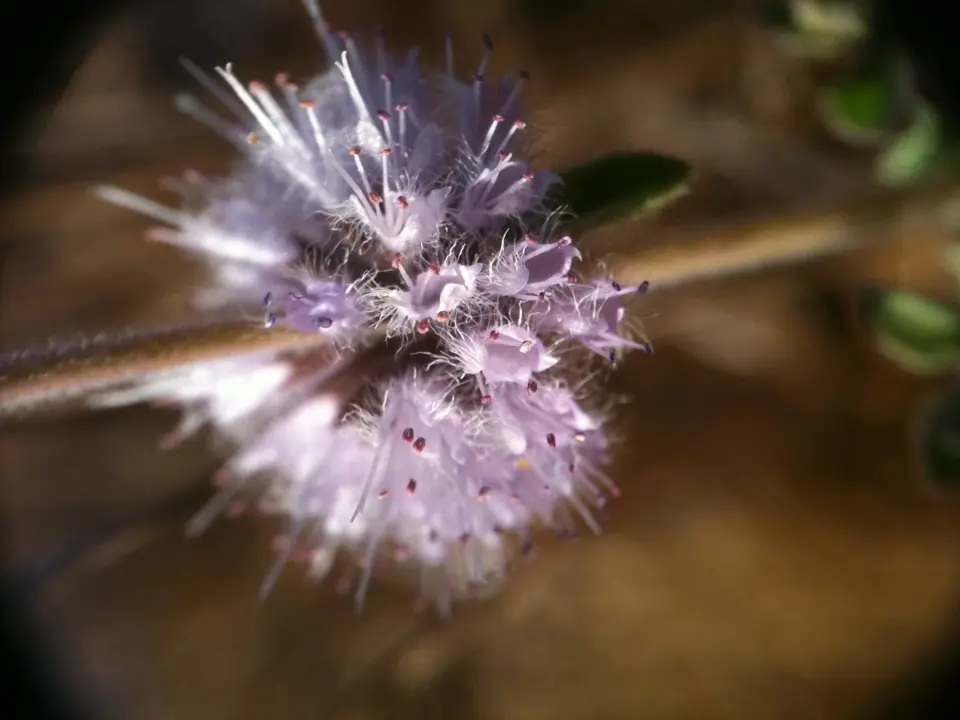 Pennyroyal (Mentha pulegium)