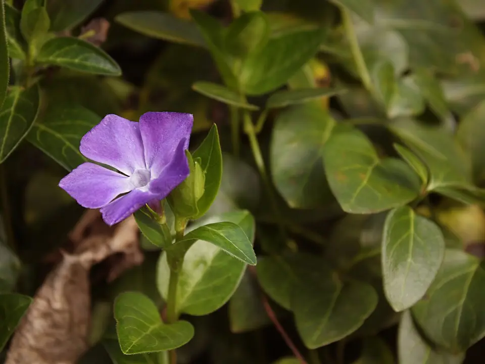 Periwinkles (Vinca spp.)