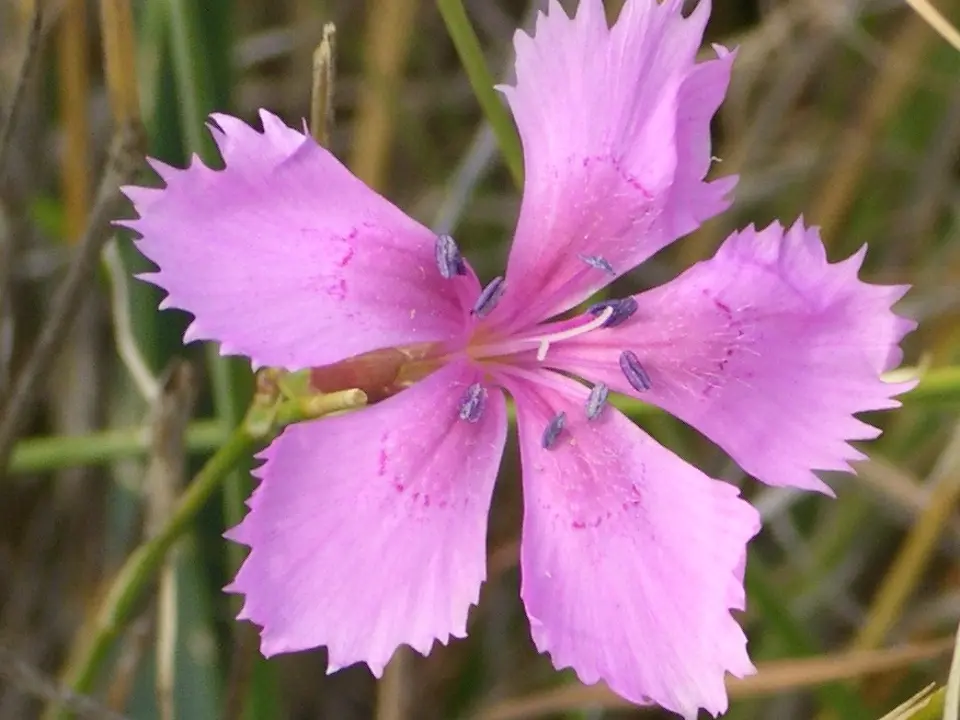 Pinks (Dianthus spp.)
