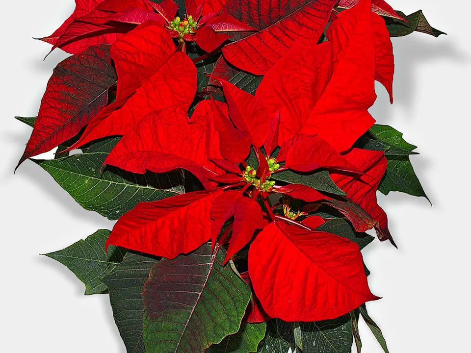 Poinsettia (Euphorbia pulcherrima)