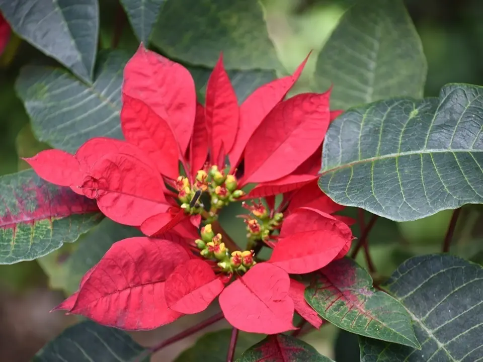 Poinsettia (Euphorbia pulcherrima)