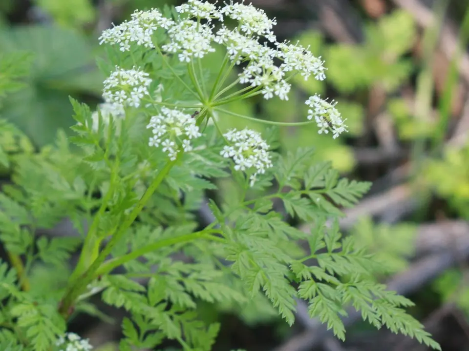 Poison hemlock (Conium maculatum)