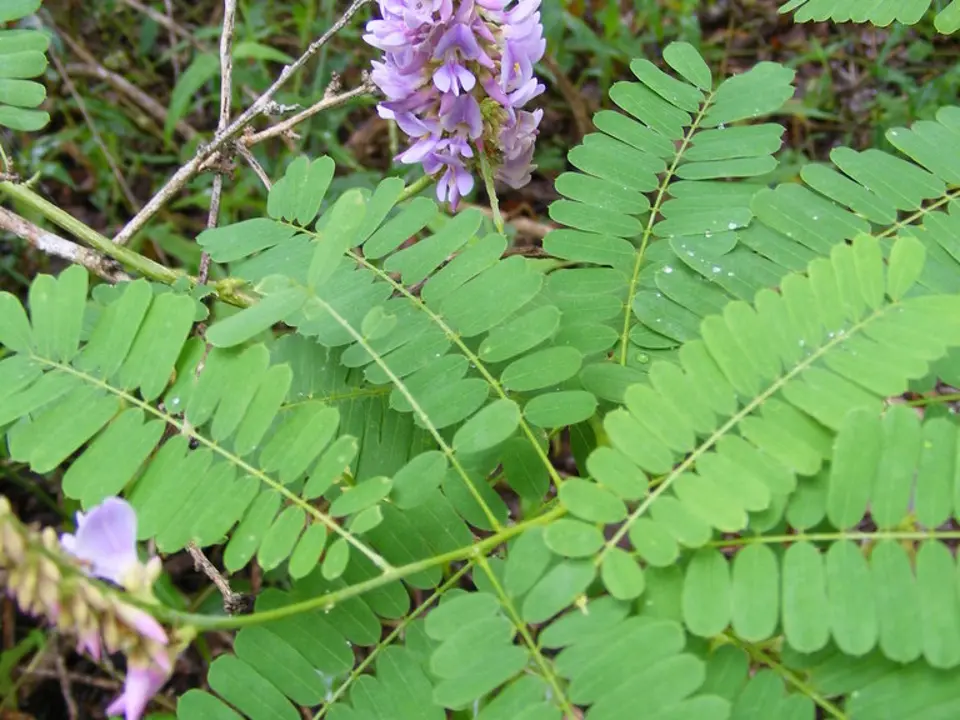 Precatory bean (Abrus precatorius)