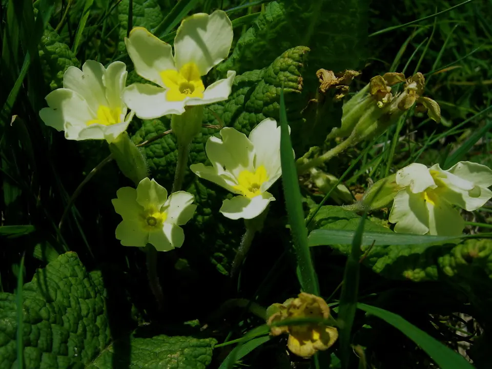 Primrose (Primula vulgaris)