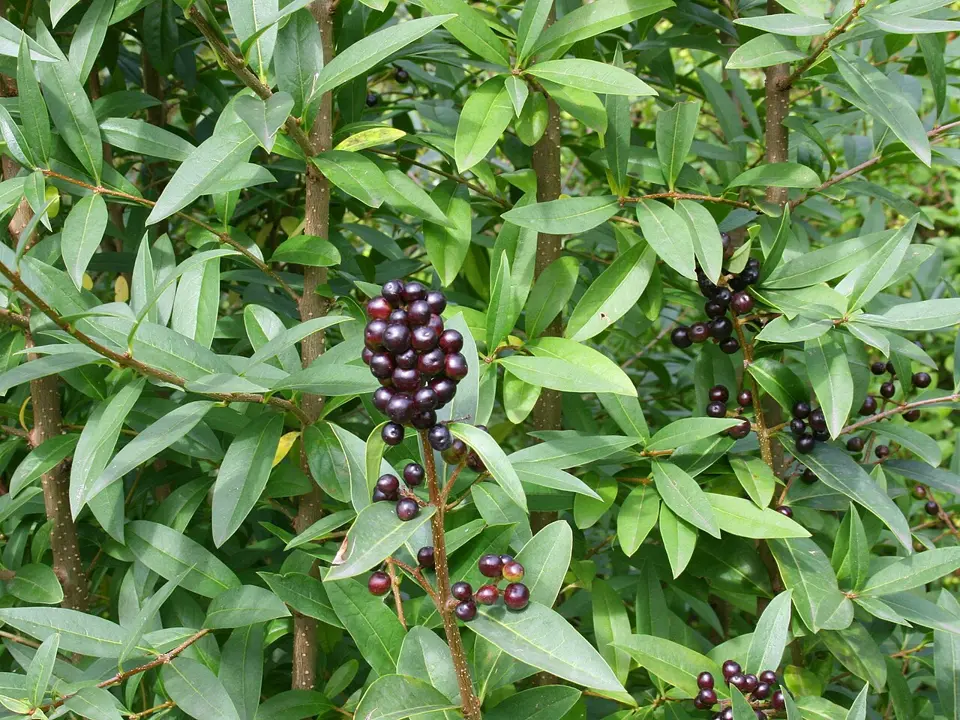 Privets (Ligustrum spp.)