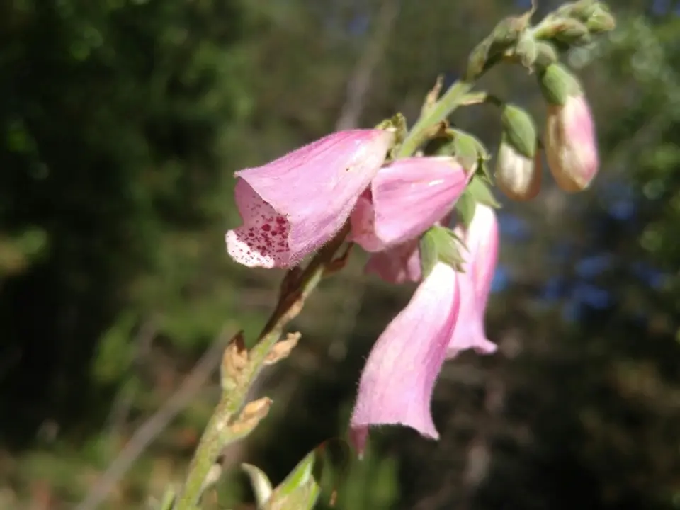 Purple foxglove (Digitalis purpurea)
