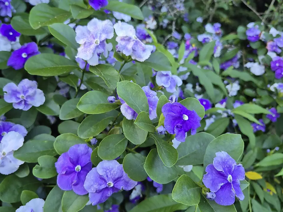 Raintrees (Brunfelsia spp.)