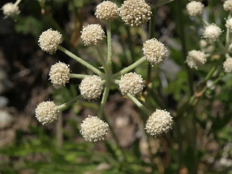 Ranger buttons (Sphenosciadium capitellatum)