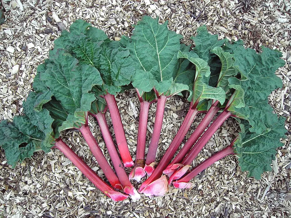 Rhubarb (Rheum rhabarbarium)