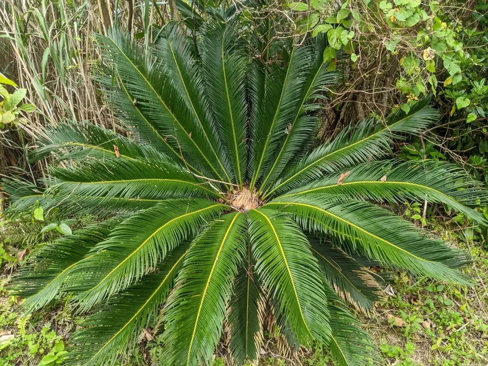 Sago cycad (Cycas revoluta)