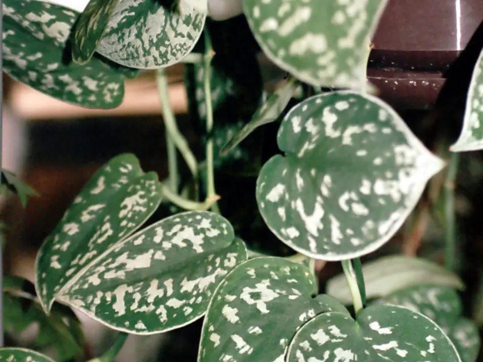 Satin pothos (Scindapsus pictus)