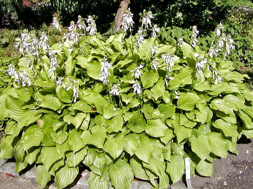 Scented hosta (Hosta plantaginea)
