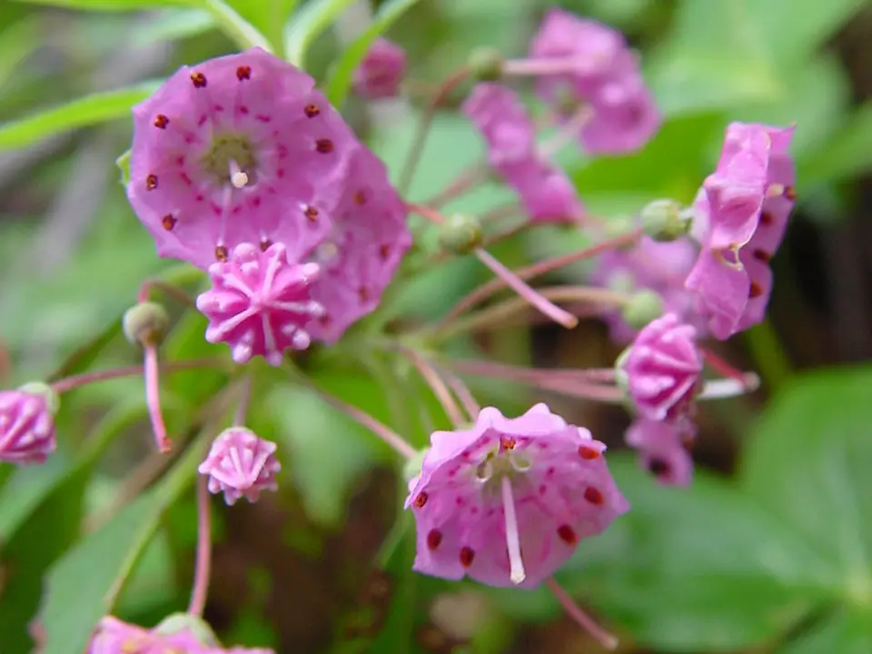 Sheep laurel (Kalmia angustifolia)