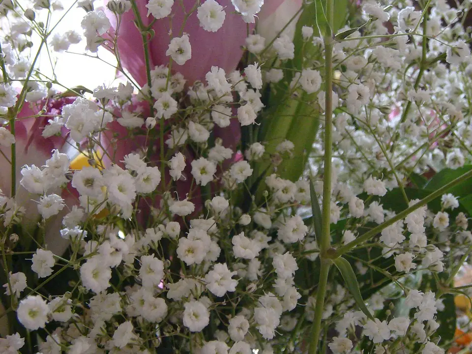 Showy baby's-breath (Gypsophila elegans)