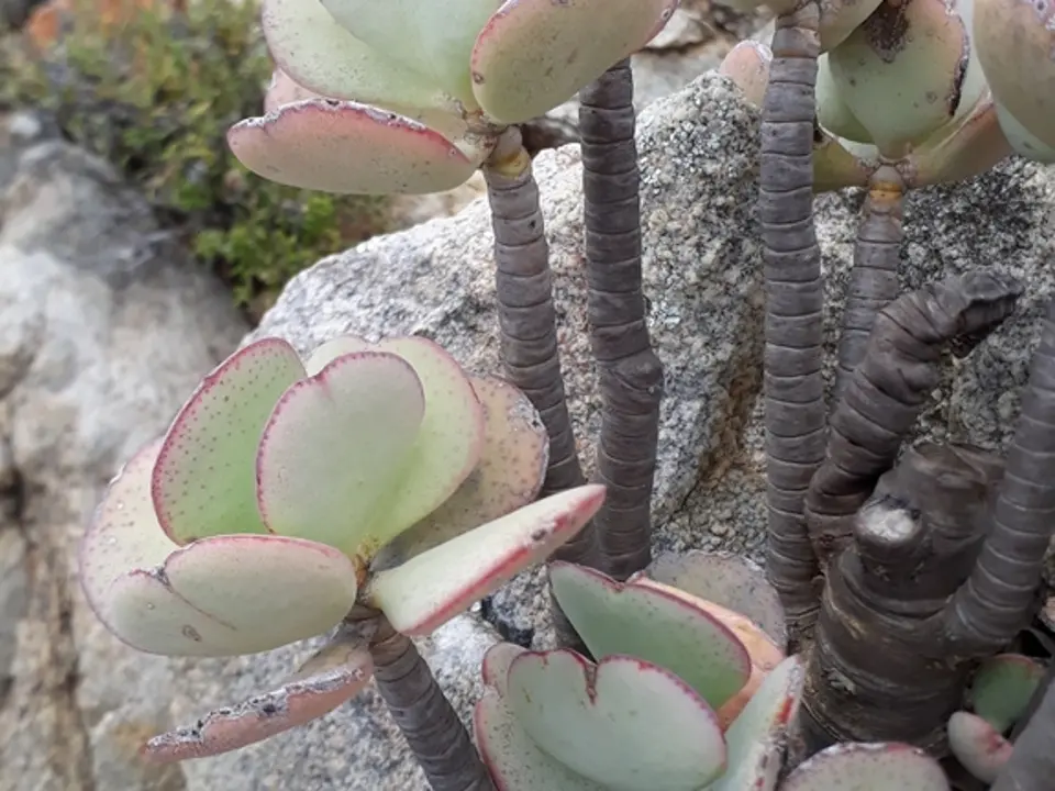 Silver dollar plant (Crassula arborescens)