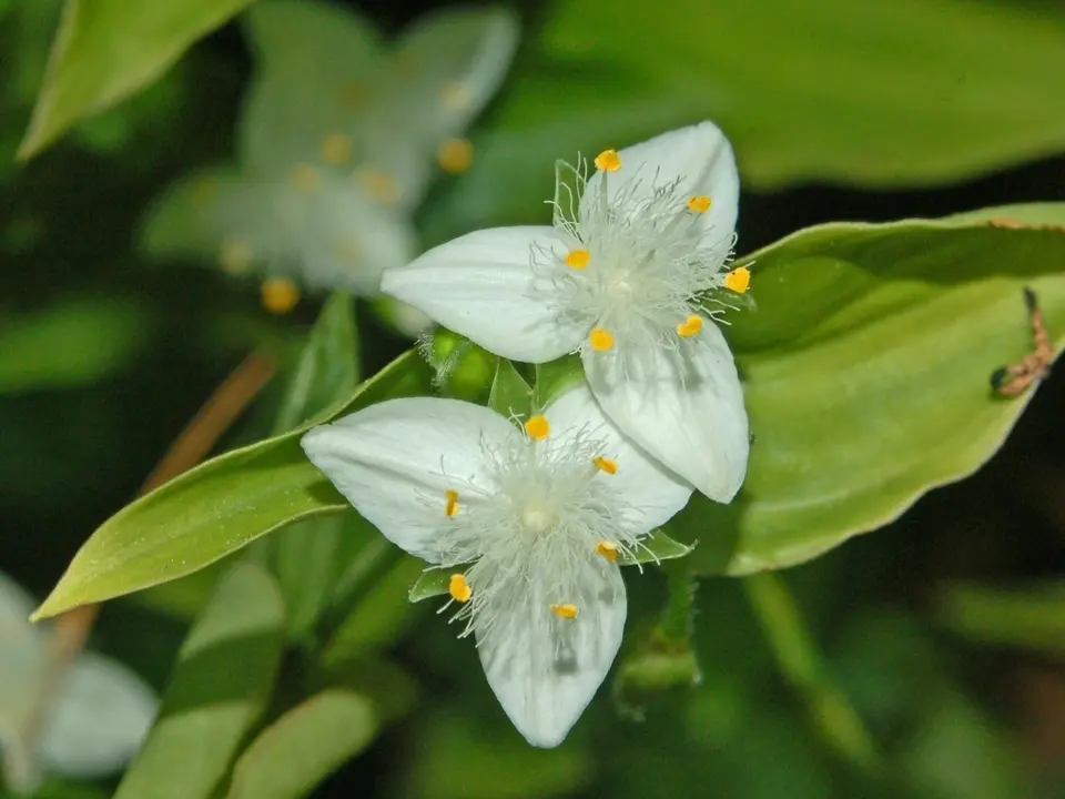 Small-leaf spiderwort (Tradescantia fluminensis)
