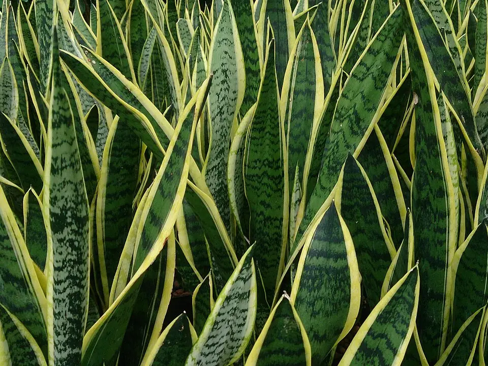 Snake plant (Sansevieria trifasciata)