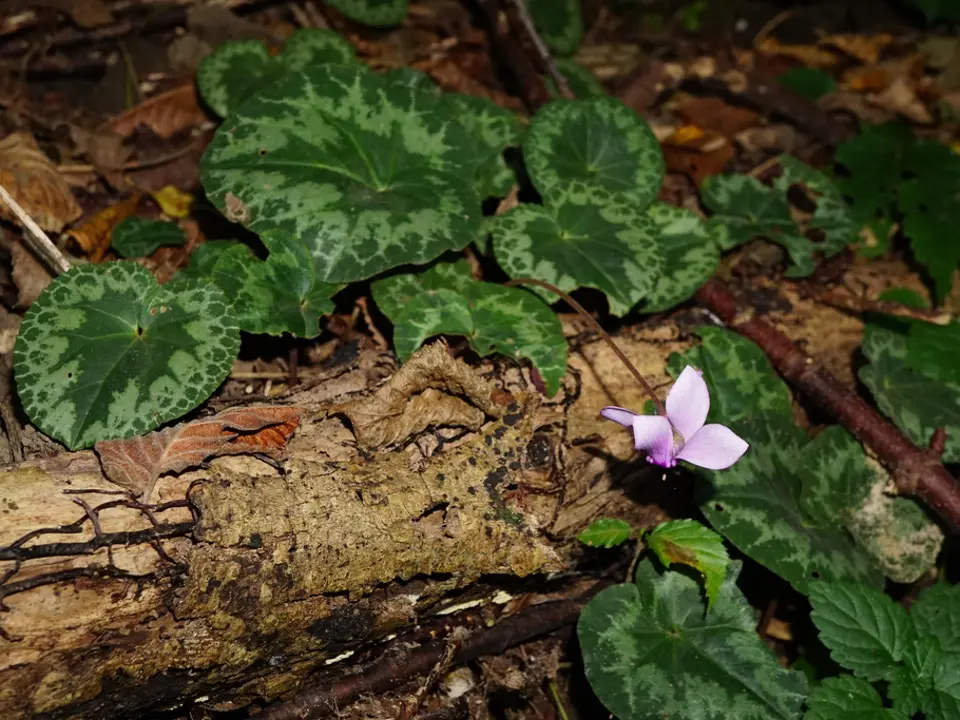 Sowbread (Cyclamen spp.)