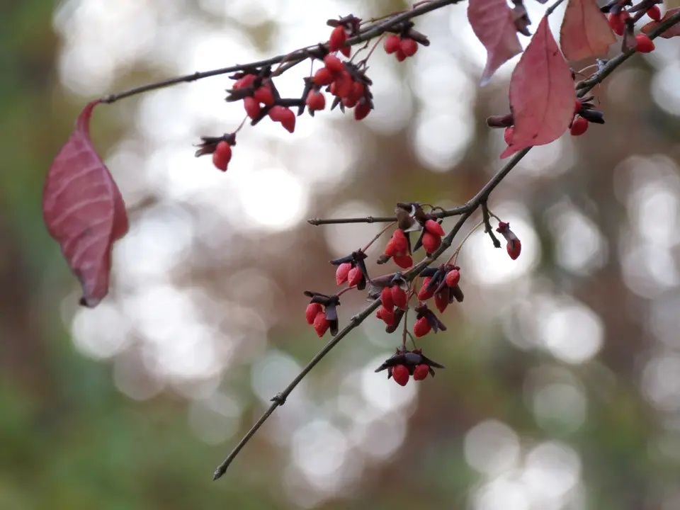 Spindles (Euonymus spp.)