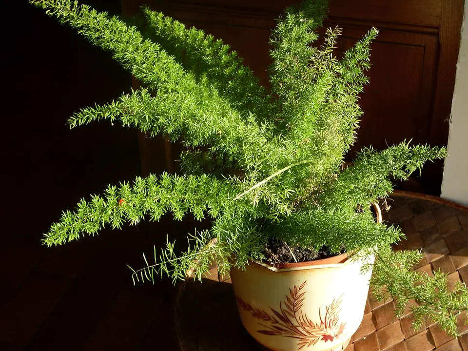 Sprenger's asparagus (Asparagus densiflorus)