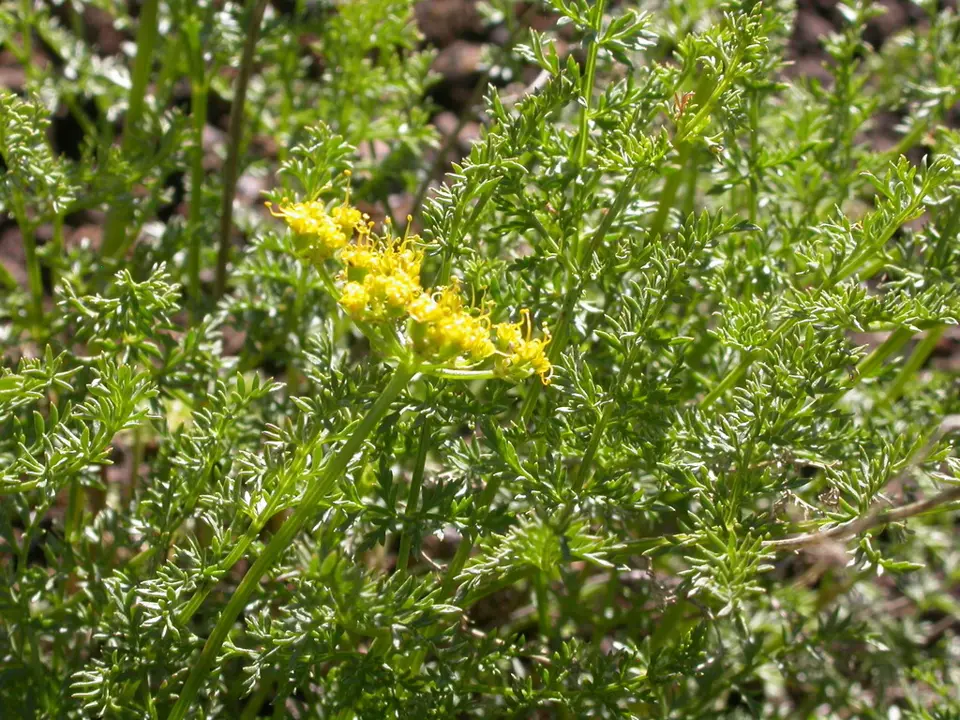 Springparsleys (Cymopterus spp.)