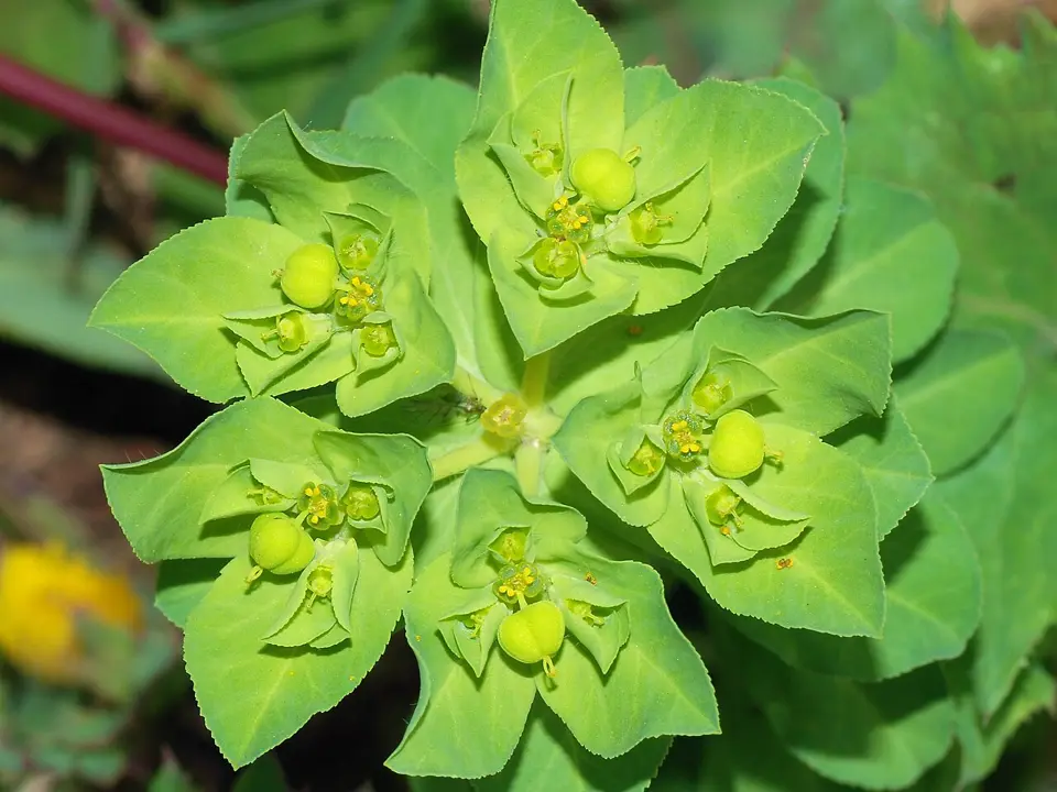 Spurges (Euphorbia spp.)