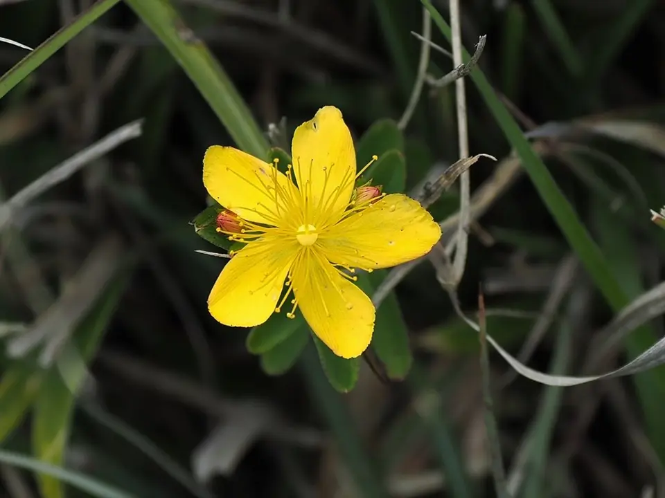 St. John's worts (Hypericum spp.)
