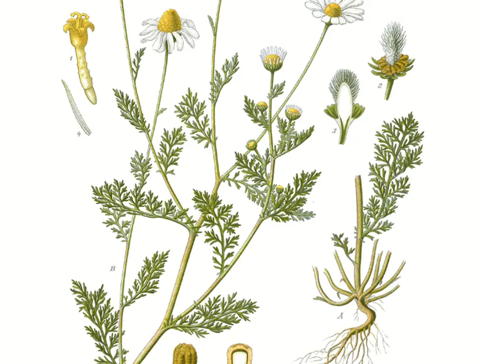 Stinking chamomile (Anthemis cotula)
