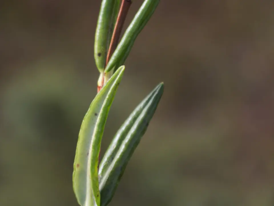 Swamp laurel (Kalmia polifolia)