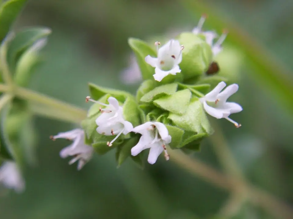 Sweet marjoram (Origanum majorana)