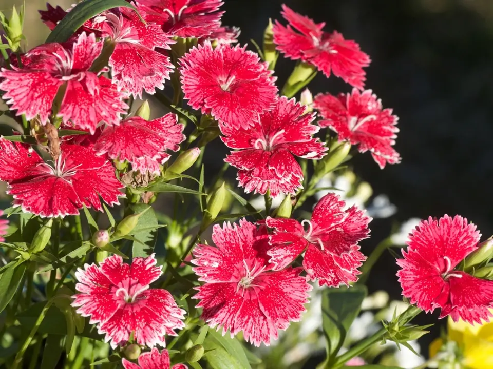Sweet-william (Dianthus barbatus)