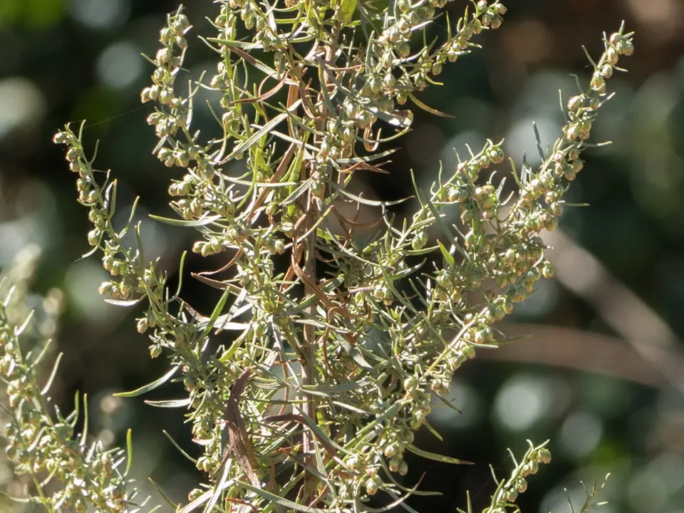Tarragon (Artemisia dracunculus)