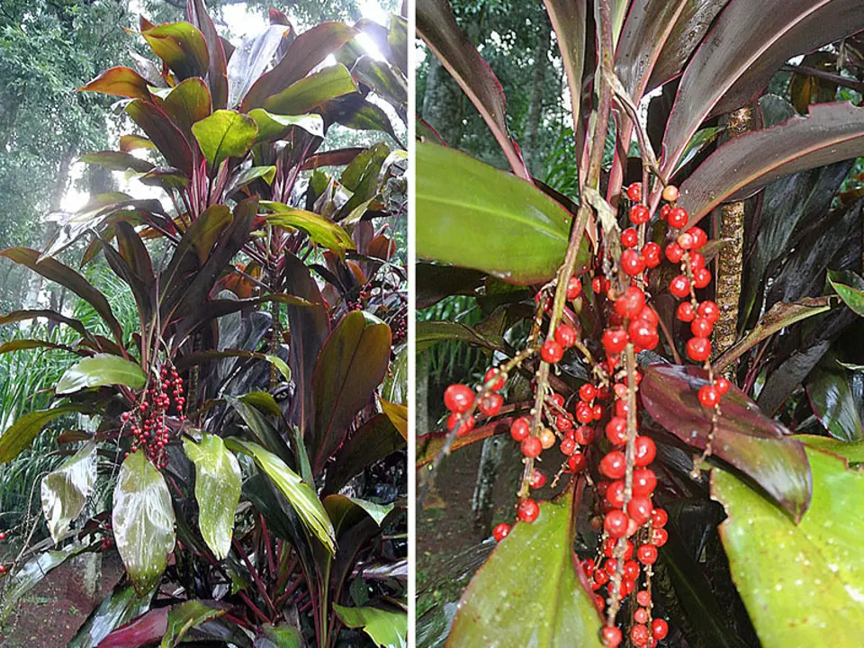 Ti (Cordyline terminalis)