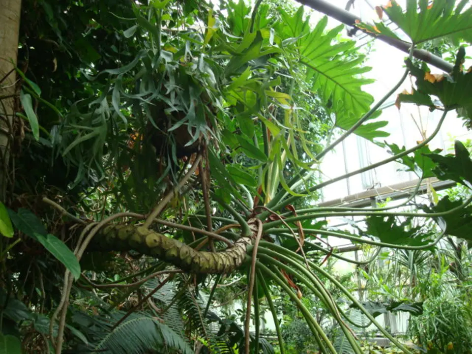 Tree philodendron (Philodendron bipinnatifidum)