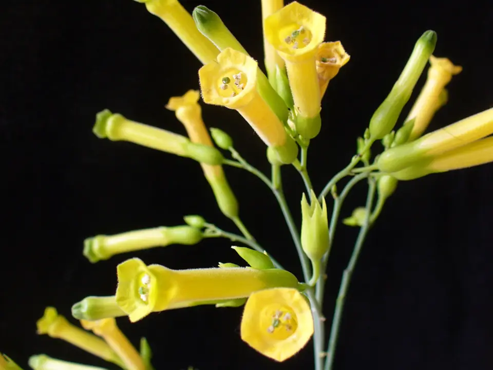 Tree tobacco (Nicotiana glauca)