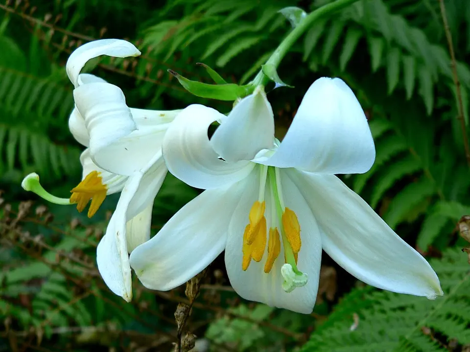 True lilies (Lilium spp.)