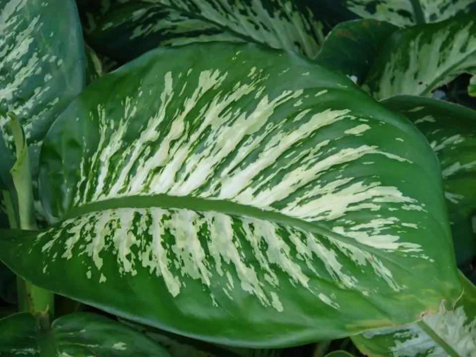 Tuftroot (Dieffenbachia picta)