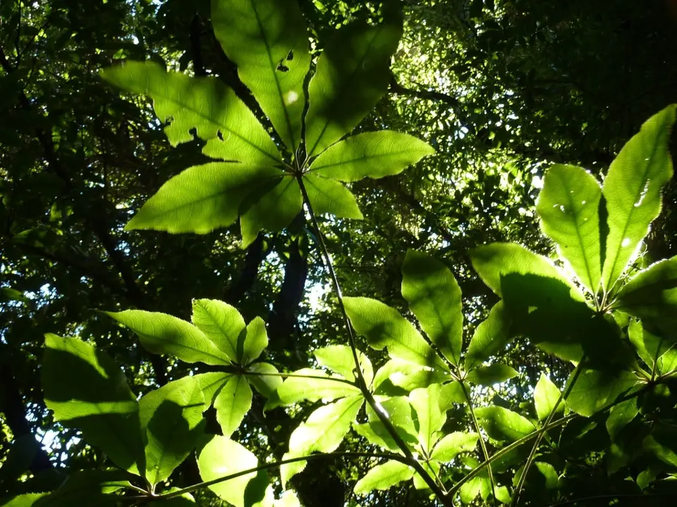 Umbrella trees (Schefflera spp.)