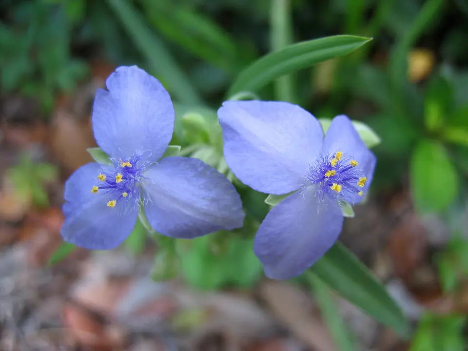 Virginia spiderwort (Tradescantia virginiana)
