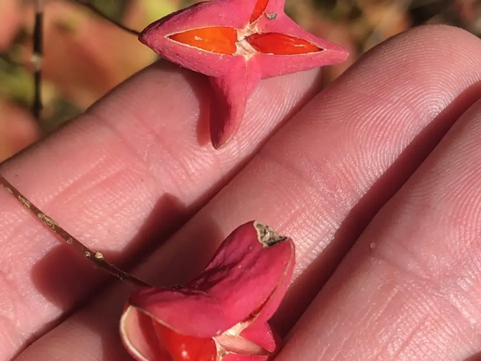 Wahoo (Euonymus atropurpurea)