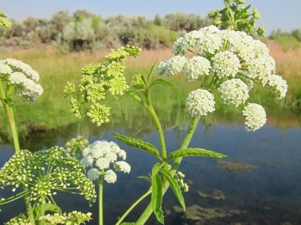 Water hemlocks (Cicuta spp.)