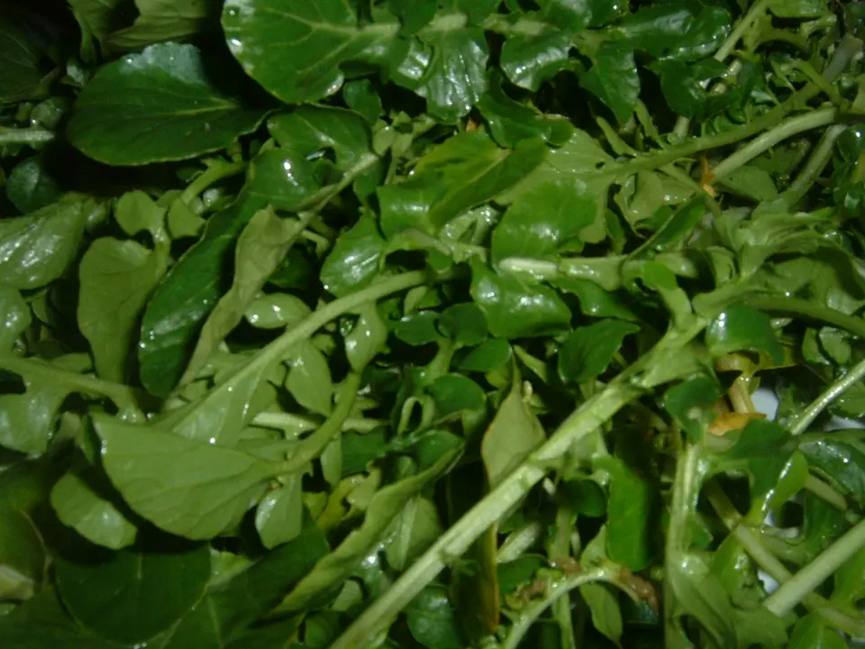 Watercress (Nasturtium officinale)