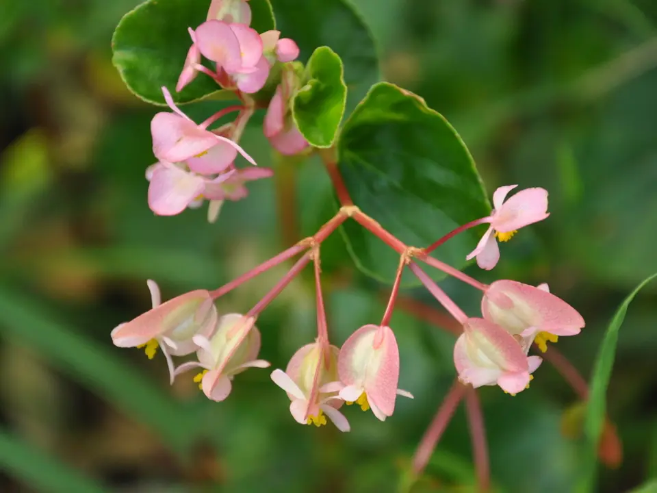 Wax begonia (Begonia semperflorens)